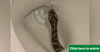WATCH: Snake Shows up in Man's Toilet