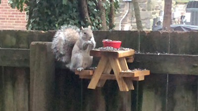 Man in Quarantine Builds Picnic Table for Squirrels and it's Very Cute